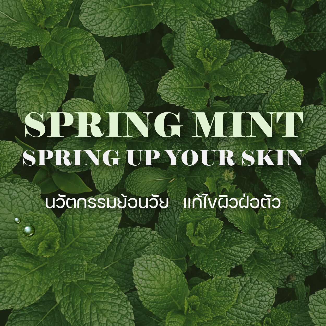 SPRING MINT